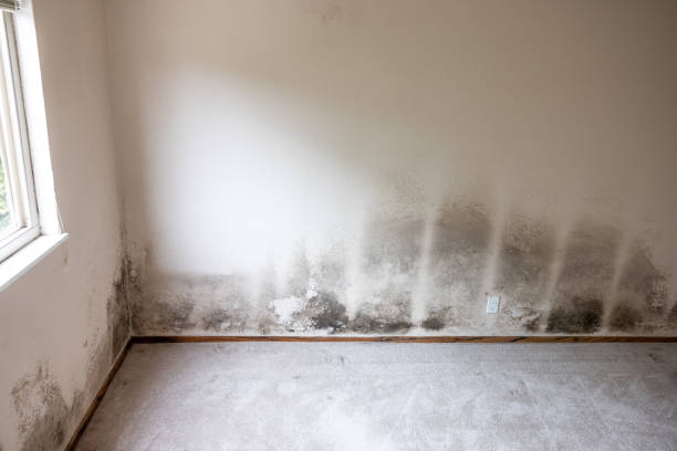 Biohazard Mold Removal in Dixon, KY