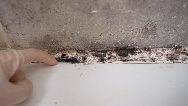 Best Post-Remediation Verification Testing  in Dixon, KY